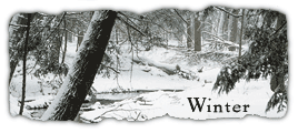 winter